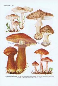 Фотография 0250.jpg