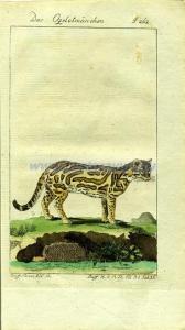 68 Тигровая кошка самец.jpg