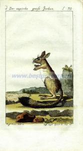 43 Большой тушканчик.jpg