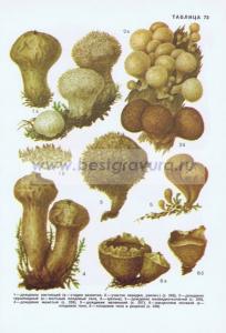 Фотография 0273.jpg