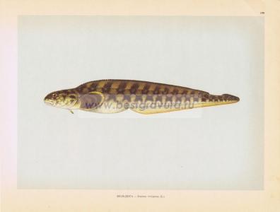 Фотография 0190.jpg