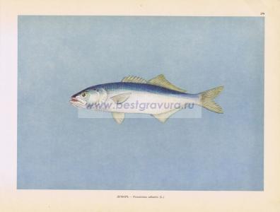 Фотография 0179.jpg