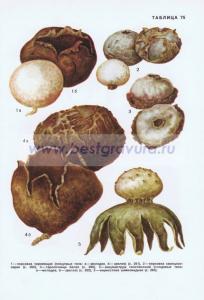 Фотография 0275.jpg