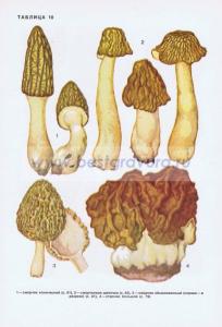 Фотография 0210.jpg