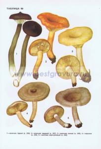 Фотография 0268.jpg