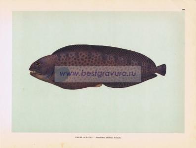 Фотография 0189.jpg