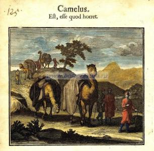 Верблюд 1.jpg