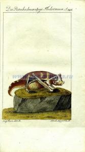 66 Дымчатая летучая мышь.jpg