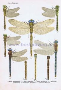 Фотография 0002.jpg