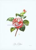 20 Японская роза (Rose du Japon).jpg