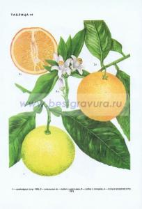 Фотография 0044.jpg