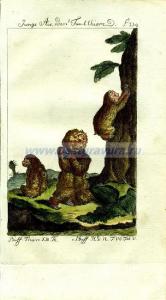 26 Молодые ленивцы.jpg