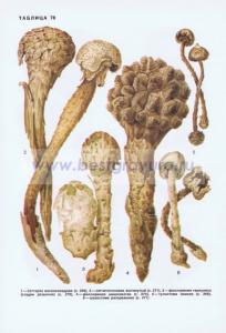 Фотография 0278.jpg