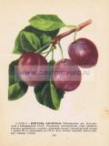 Фотография 0121.jpg