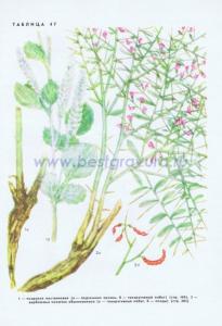 Фотография 0247.jpg