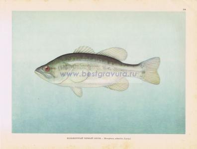 Фотография 0170.jpg