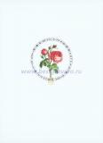 9 Столистная роза (Rosa centifolia).jpg