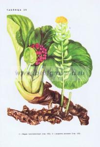 Фотография 0229.jpg