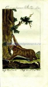 27 Взрослый ленивец.jpg