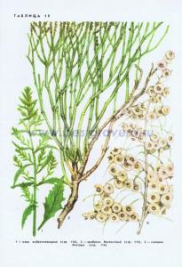 Фотография 0219.jpg