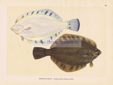 Фотография 0224.jpg