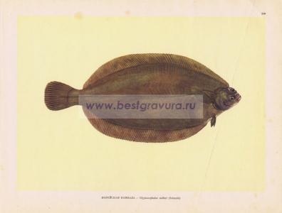 Фотография 0230.jpg