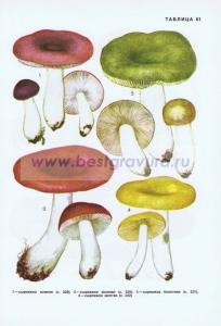 Фотография 0261.jpg