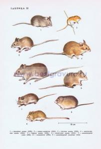 Фотография 0232.jpg