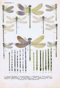 Фотография 0001.jpg