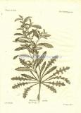 47 Полёвка жёсткая (Myagrum rigidum).jpg