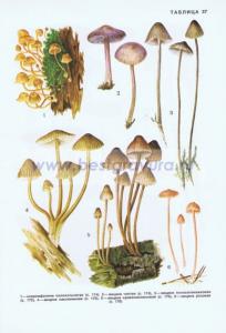 Фотография 0237.jpg