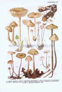 Фотография 0239.jpg