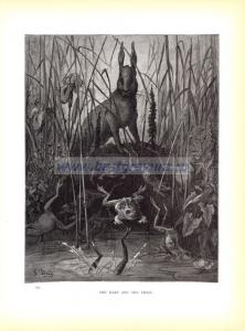 Заяц и лягушки.