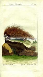 25 Бразильский дикобраз Коенду.jpg